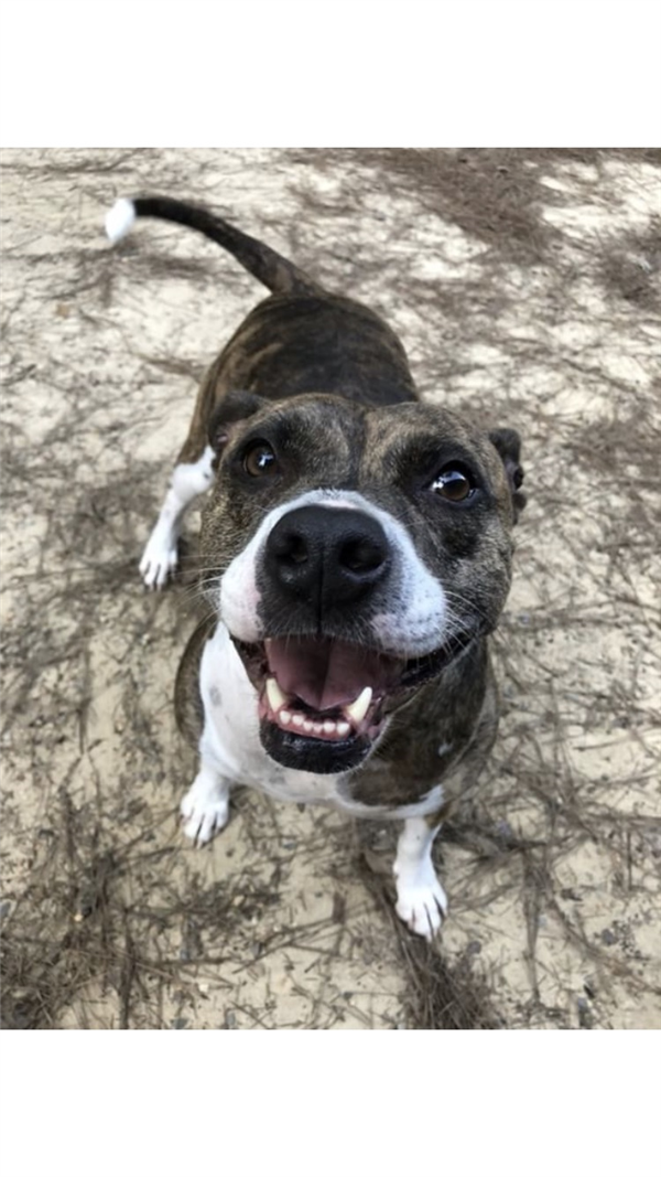 /Images/uploads/Homeward Bound Pet Rescue/HBPR_Photocontest/entries/12105thumb.jpeg